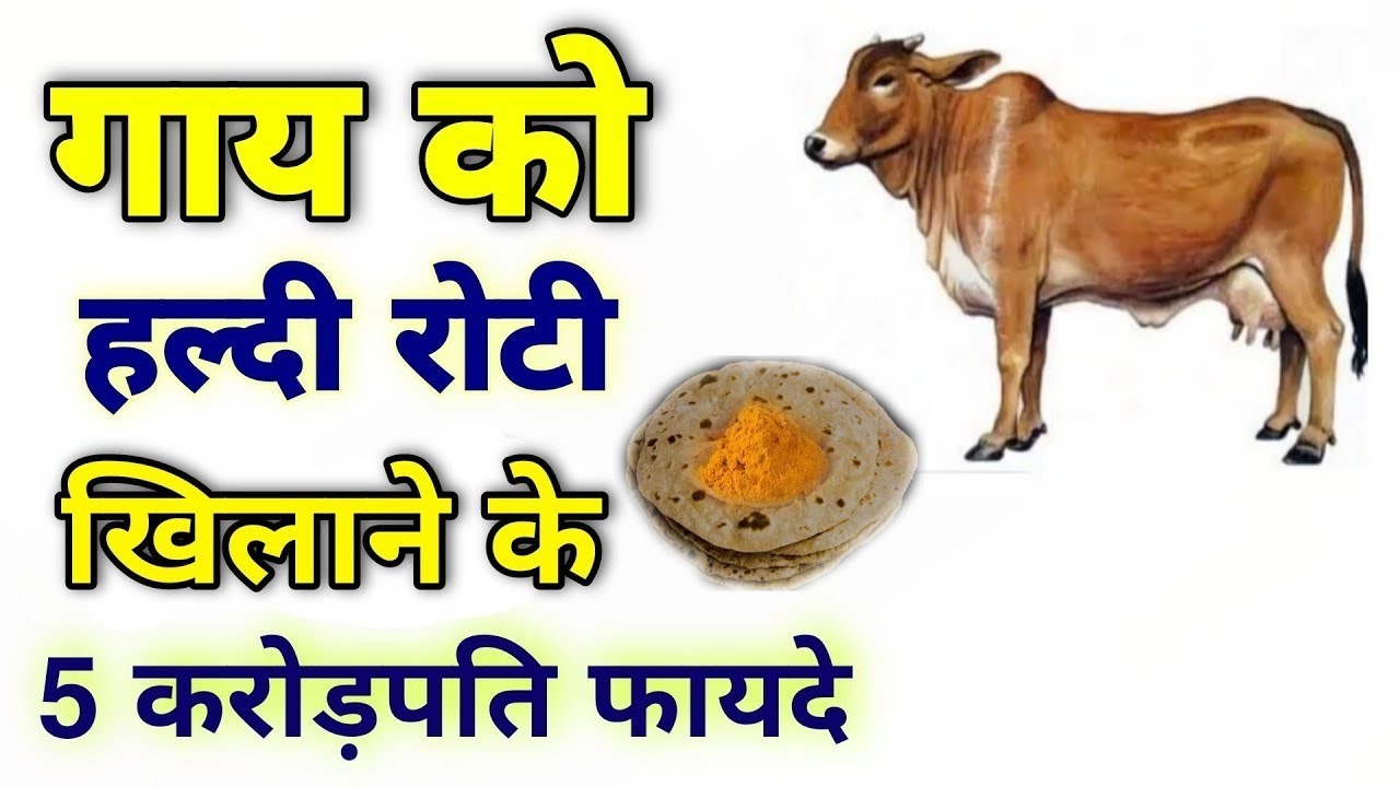 गाय को हल्दी रोटी खिलाने के 5 करोड़पति फायदे || कृष्ण उपदेश || गौ माता को रोटी क्यों खिलाएं?
