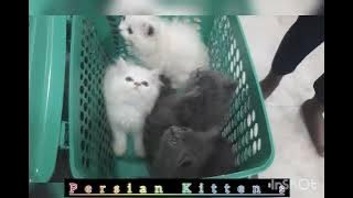 White and Grey Persian Kitten's 9396934466