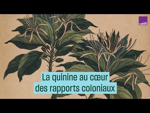 Vidéo: D'où vient la quinine ?