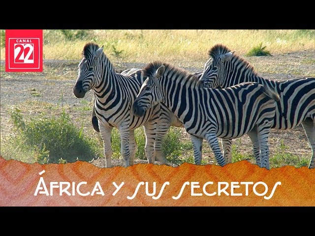 Documentales De Animales Salvajes En Africa África, continente enigmético. África y sus secretos - YouTube
