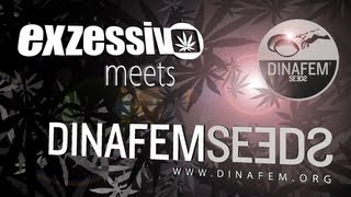 N° 217 - exzessiv meets Dinafem Seeds [1]