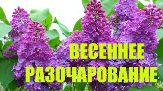 Весеннее разочарование