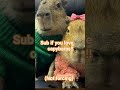 sub of you love capybara's (Not forcing)