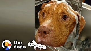 Starving 19-Pound Pit Bull Gains 50 Pounds  | The Dodo Pittie Nation