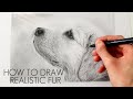 Tutorial: How to Draw Realistic Fur | Step by Step for Beginners