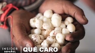 Por qué las nueces de zorro (semillas de lirio de agua) son tan caras | Qué caro (comida)