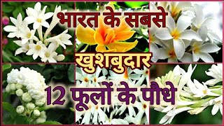 Top 12 Fragrant/ Scented / Aromatic Flower plants of India  भारत के 12 खुशबुदार फूलों के पौधे
