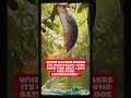 #ikan #alam #shortvideo #fishinglife #sungai #ikanunik #nature #shorts