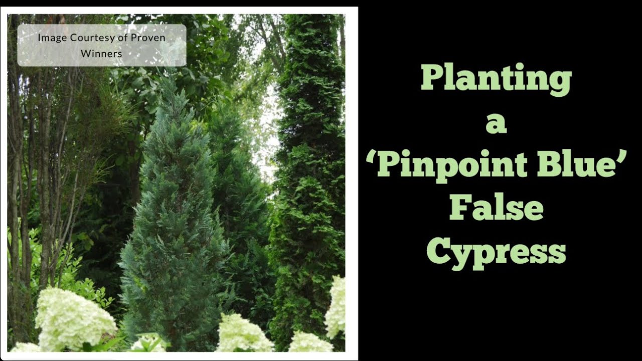 Planting a ‘Pinpoint Blue’ False Cypress - YouTube
