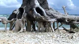 Mangroves, beaches, crabs and tsunami damage on Greater Nicobar Island, India