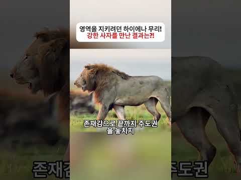 쉬고 있던 치타에게 닥친 위기! 표범의 기습 공격은 성공할까?  #야생동물영상 #자연다큐 #동물스토리 #포식자 #생존이야기 thumbnail