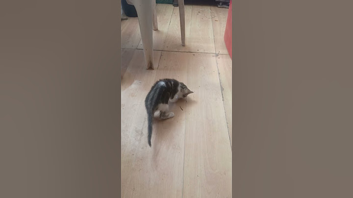 nová členka rodiny dali jsme ji jméno Anička dnes dostala svou první hračku