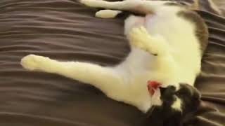 Domino Wants Loves