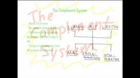 Complement System Overview