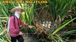 Download Lagu NAGKALAT ANG MGA ITLOG NGA MGA IBON SA PALAYAN 🌾 PAG SSPREY NG PALAYAN NATIN MP3 Download Lagu NAGKALAT ANG MGA ITLOG NGA MGA IBON SA PALAYAN 🌾 PAG SSPREY NG PALAYAN NATIN MP3