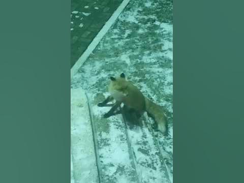 Голодная лиса Алиса, голодный хищник, лиса, помощь животным, # ...
