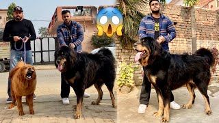 He Have Giant SheepDogs (Gaddi) and Tibetan Mastiff at His Home