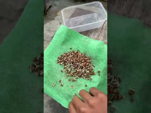 Video: Cara merendam benih sebelum tanam: tips untuk tukang kebun
