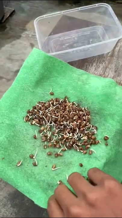 Cara instant tanam kangkung di media tanam tips berkebun