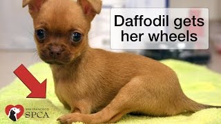 Daffodil's Wheels: the Story of a Puppy born without Front Legs