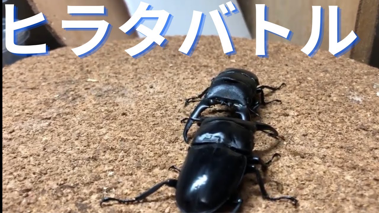 戦闘の天才】パラワンオオヒラタvsツシマヒラタ - YouTube