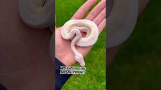 Would You KEEP This Baby Ball Python!?!?