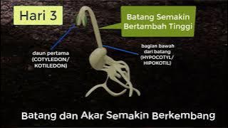 'PERTUMBUHAN KACANG HIJAU (kelas 4 SD)' #belajar #kacanghijau #sd #pertumbuhan #animasi #3d #kelas4