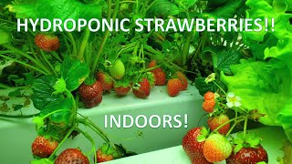 Indoor Hydroponic Strawberries: Lots of Berries!!
