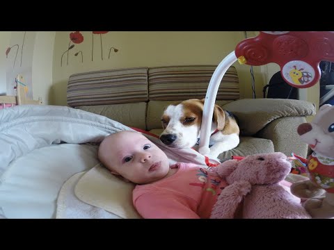 El perro beagle ayuda a cambiar los pañales del bebé