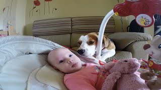 Beagle Dog Is the Best Diaper-Changing Helper