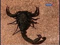 Скорпионы. Страсти по насекомым. Insectoria.