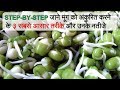 How to sprout Mung Bean | Moong Sprouts Benefits and Nutrition | How to make Sprouts