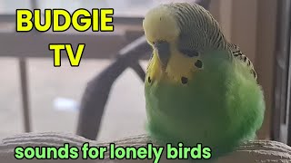Budgie TV: Cute Bedtime Budgie Sounds - Great for making Lonely Birds Talk. by Pet TV Australia 560 views 1 year ago 8 minutes, 10 seconds