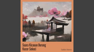 Download Lagu Suara Kicauan Burung Kacer Sekoci Download Lagu Suara Kicauan Burung Kacer Sekoci