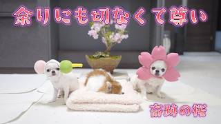 世界一尊いお花見。もう二度と撮れないかもしれない貴重なチワワ三姉妹の春