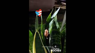 The Beautiful sound of the Coqui from Puerto Rico Buenas Noches