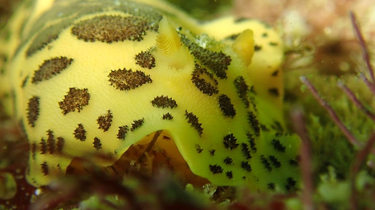Peltodoris mullineri