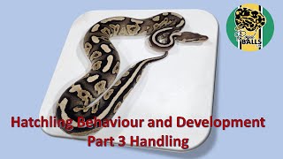 Breeding Ball Pythons; Hatchlings Part 3