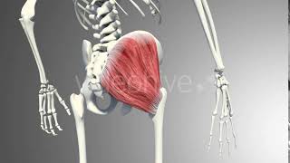 3D Gluteus Muscles Motion Graphics - Videohive Template