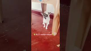 என் ஜீவன் 🥰🥰🥰#doglife #dog #humor #happy #funny #pets#doglove #shortsfeed #shorts#humor