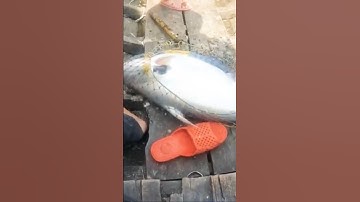 Săn cá vồ đém khủng sông tiền #cauca #caucatra #caucavodem