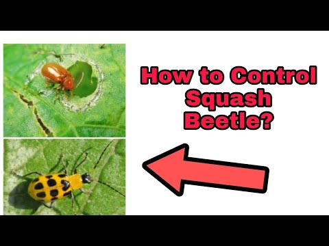 Video: Squash Bug Control: Paano Patayin ang Squash Bugs
