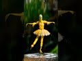 corn woman dance