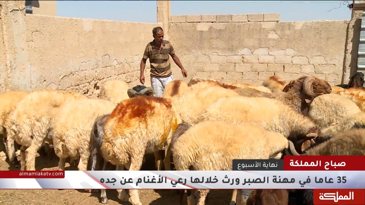 مهنة الأجداد تبقى تجود بالخير على من يعمل بها.. 35 سنة في تربية الأغنام