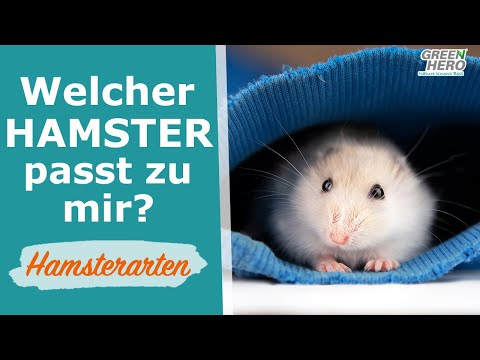 Video: Welche Art Von Hamster Sollten Sie Bekommen?