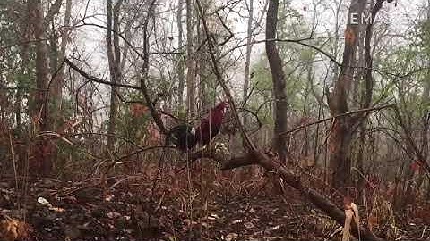 qaib dib nyob hauv luam phaj npas qua zoo kawg li os