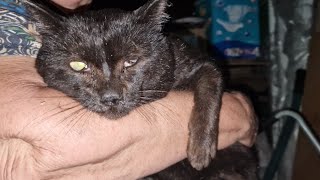 Кот сильно заболел и ждал смерти забившись в тёмном сарае | Четыре года ждал что ктото его приютит
