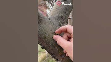 Easy fruit tree grafting hack #easy #tree #grafting #hacks