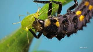 Ladybird larvae eating an aphid