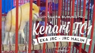 THE Legend Of Canary | TC1 Aksi Kenari Harga 100 Juta Pakai GOPRO